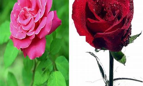 月季和玫瑰的区别在哪里_月季和玫瑰的区别在哪里图片