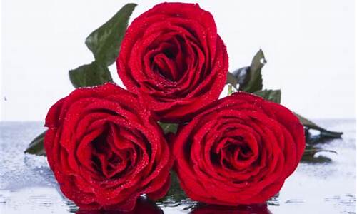 送三朵玫瑰花是什么意思_男人送三朵玫瑰花是什么意思