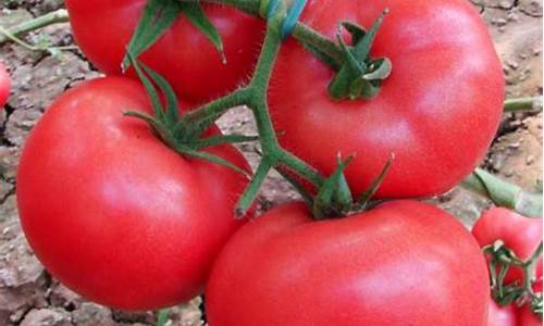 西红柿怎么种植和管理_西红柿怎么种植和管理产量高