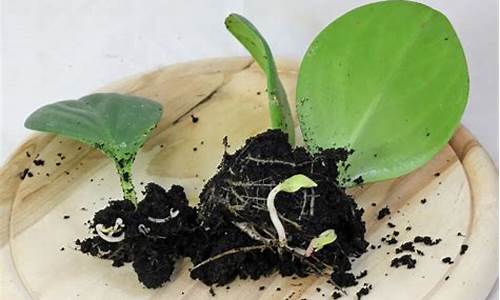 西瓜皮椒草扦插_西瓜皮椒草扦插的时候长多大可以施肥