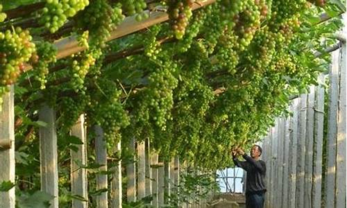 葡萄栽培技术视频_葡萄栽培技术视频之葡萄种植方法